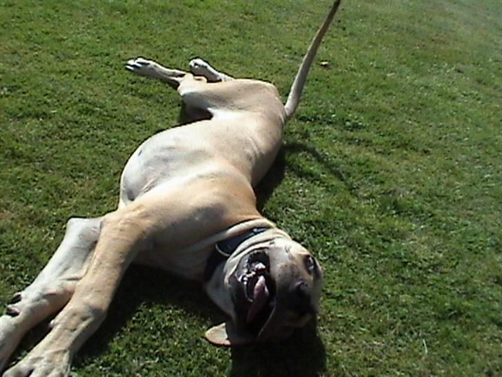 Grand danois thor billede 5