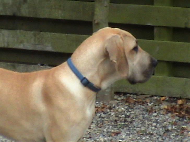 Grand danois thor billede 6