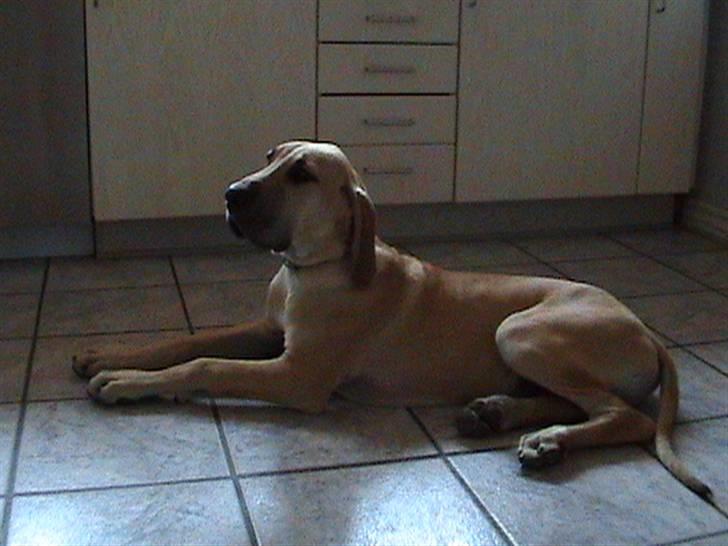 Grand danois thor billede 7