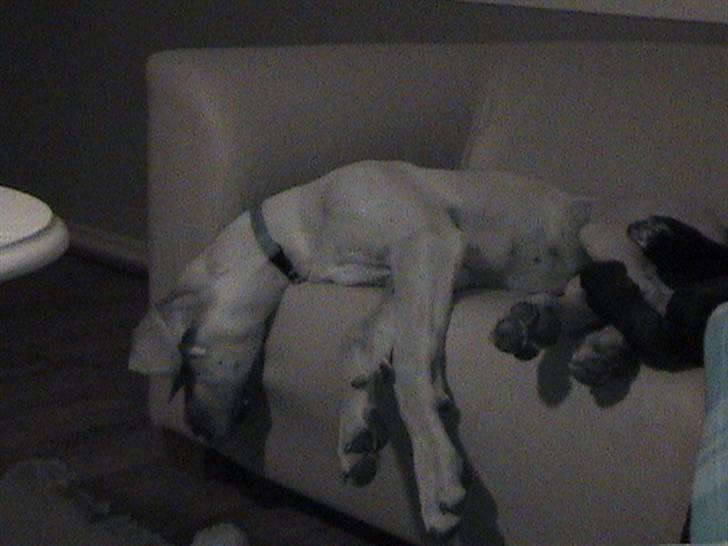 Grand danois thor billede 8