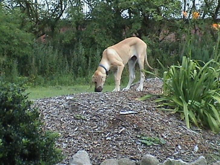 Grand danois thor billede 9