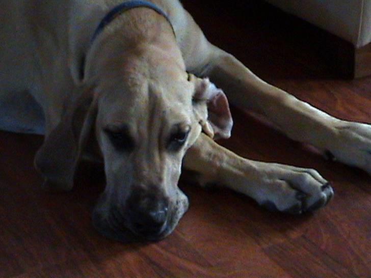 Grand danois thor billede 10