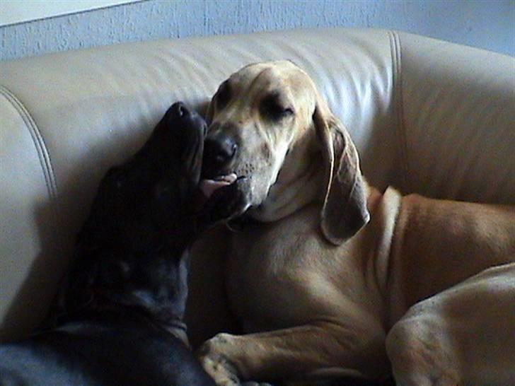 Grand danois thor billede 11