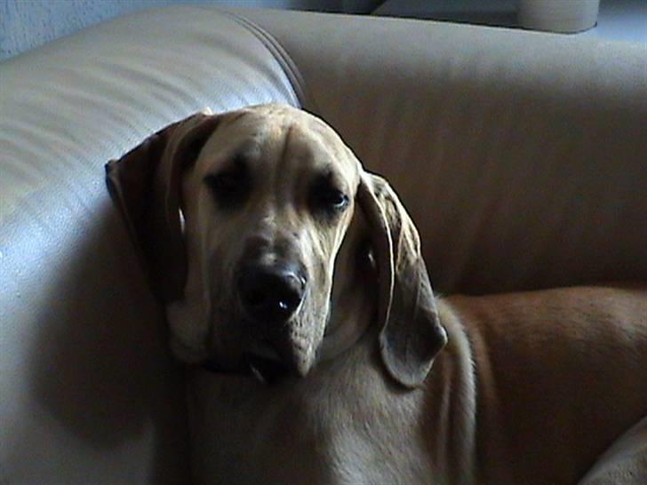 Grand danois thor billede 12