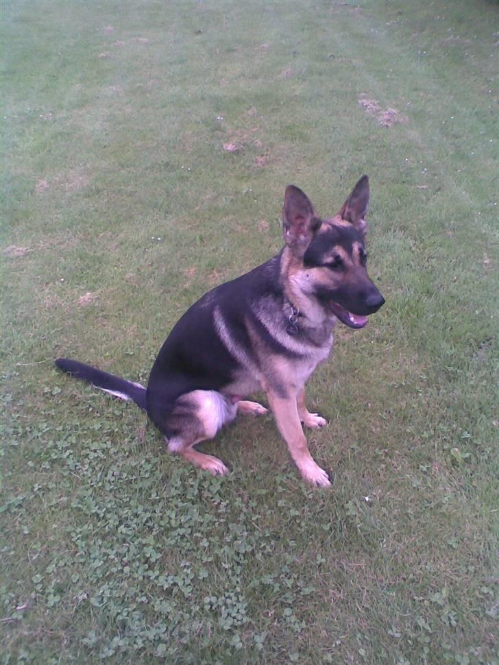 Schæferhund Rex billede 13