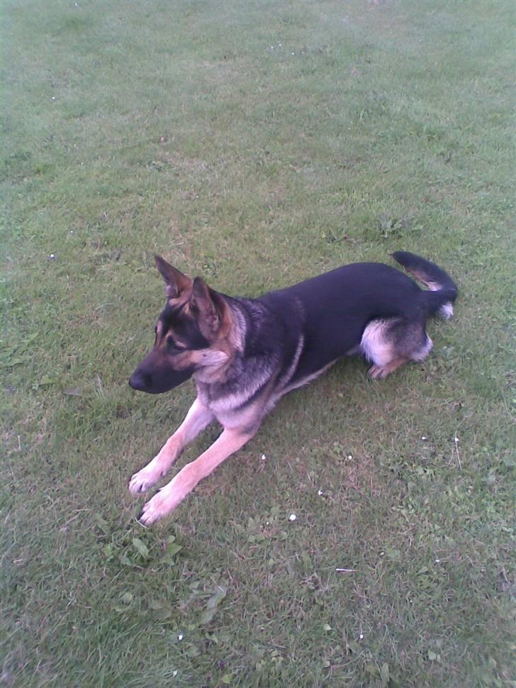 Schæferhund Rex billede 14