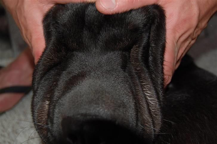 Blanding af racer Buddy - Er der Shar Pei i ham? billede 13