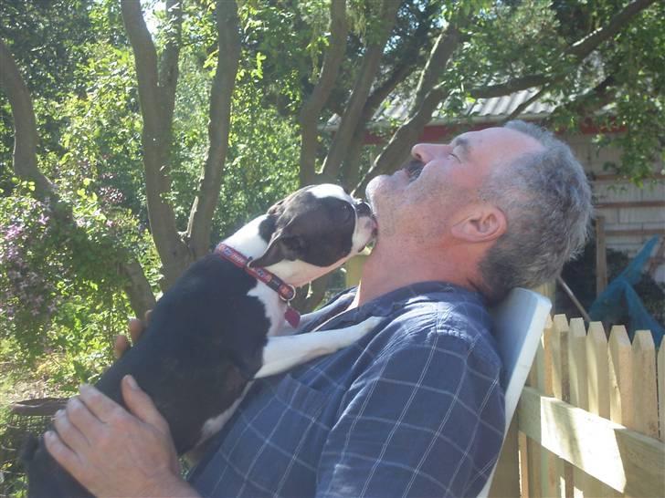 Boston terrier Flora - Jeg ÆÆÆÆLSKER min far billede 17
