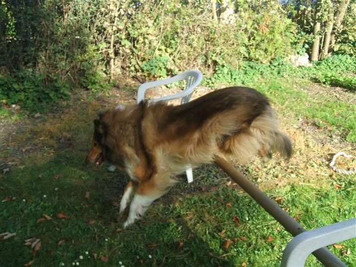 Collie langhåret Cheela R.I.P:( billede 18