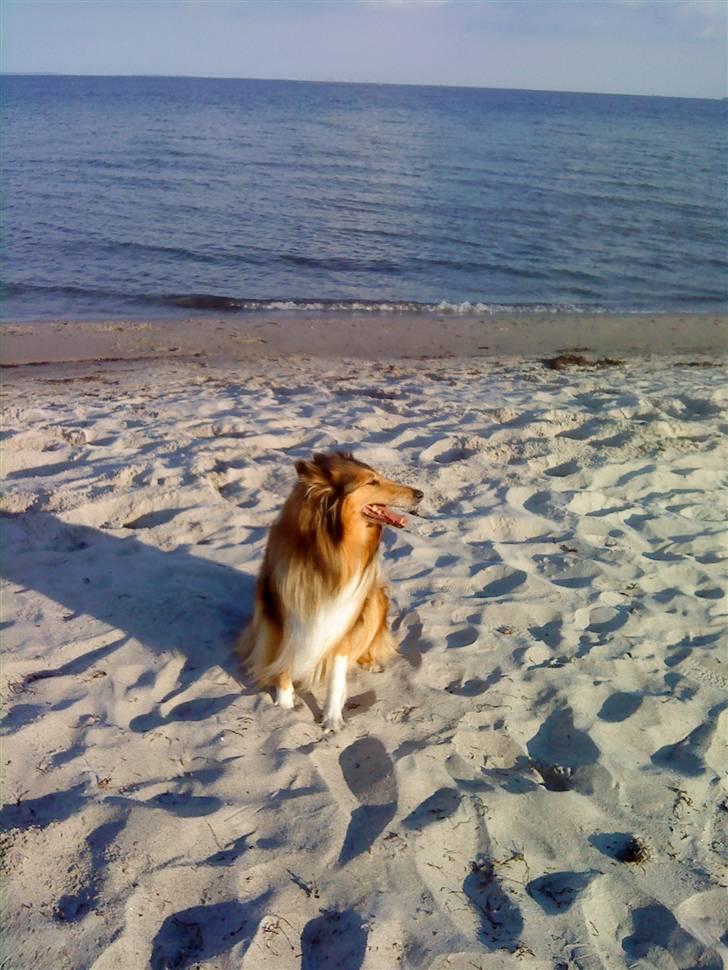 Collie langhåret Cheela R.I.P:( billede 19