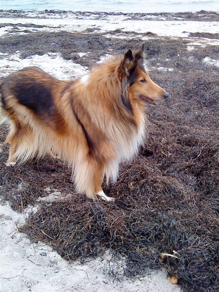 Collie langhåret Cheela R.I.P:( billede 20