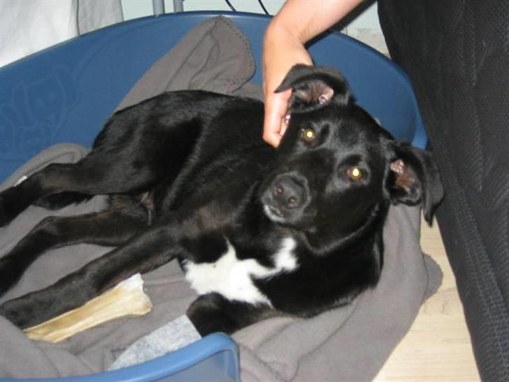 Blanding af racer Anton - Her er min kurv. Sover ved siden af mors og fars seng  billede 2