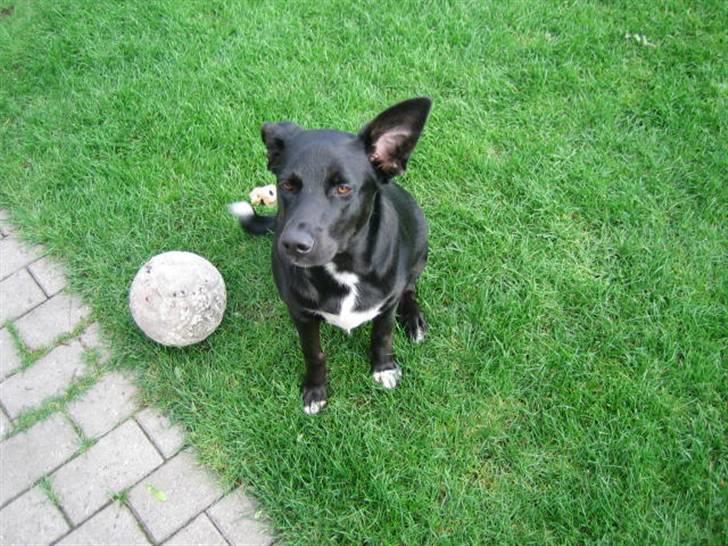 Blanding af racer Anton - Jamen jeg hører godt efter hvad du siger... billede 3