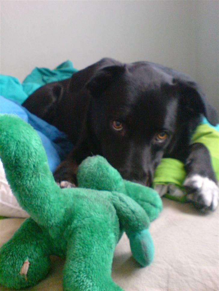 Blanding af racer Anton - er livet ikke bare skønt - nyder solen og at blive nusset lidt.. billede 4