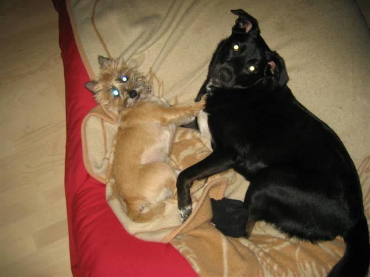 Blanding af racer Anton - her leger jeg med min legekammerat Laika på min sækkepude  billede 5