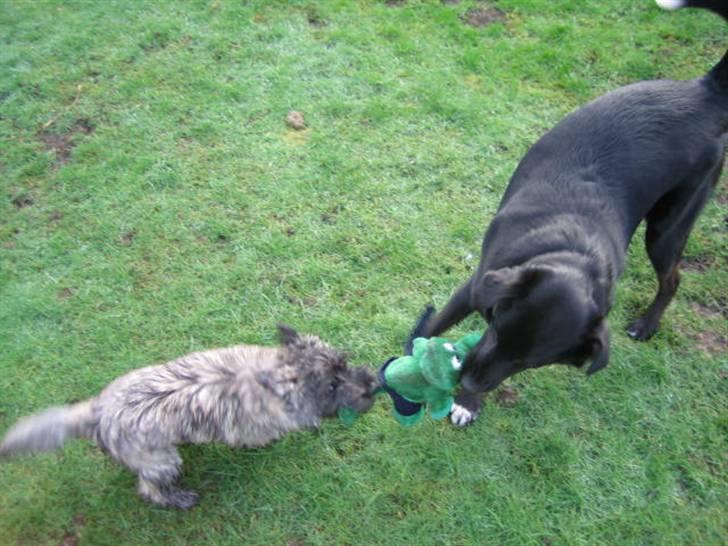 Blanding af racer Anton - Sofus og Anton kæmper hårdt om Anton´s "Bodille" bamse... billede 6