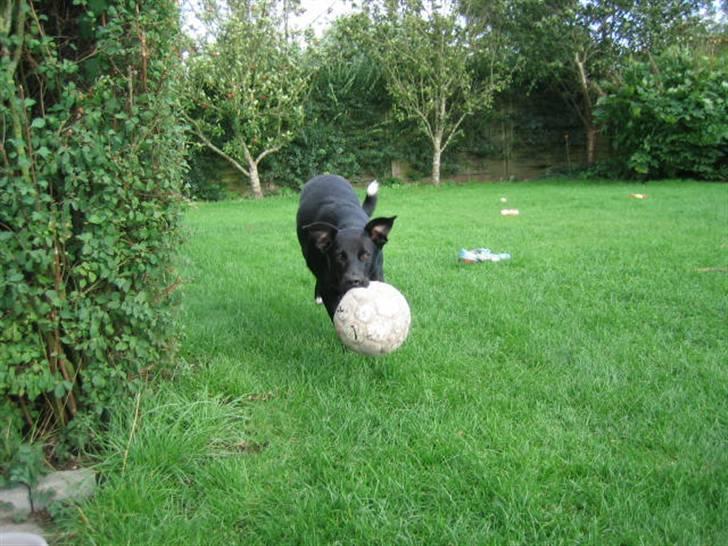 Blanding af racer Anton - Så kommer jeg med bolden - nu skal vi lege... billede 7