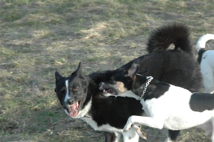 Karelsk bjørnehund Maya - Det er svært og lege samtidig med at jeg skal kigge på far billede 6