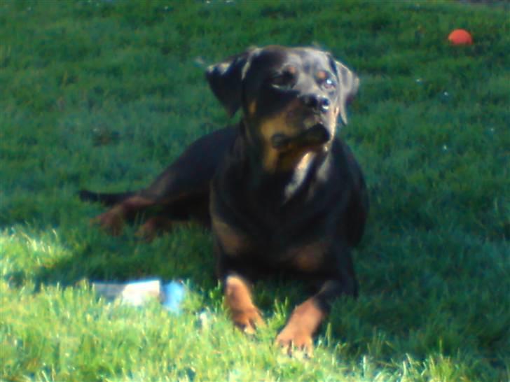 Rottweiler Marco`s Jessie billede 16