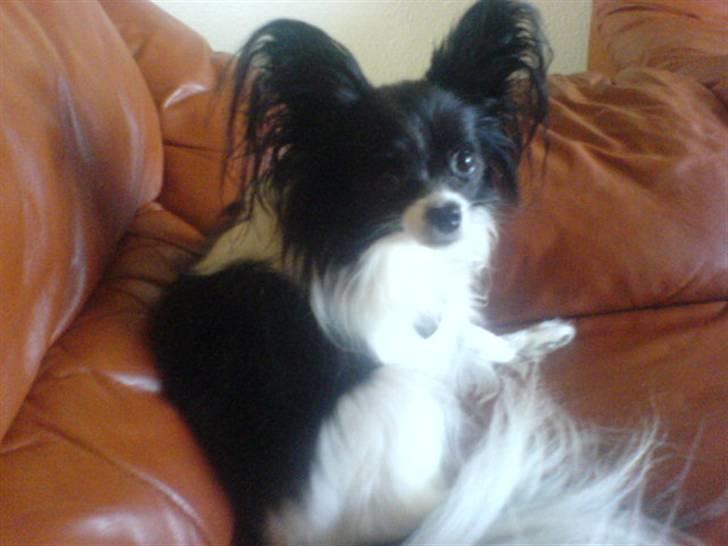 Papillon Mini - H V O R F O R  K I G G E R D U P Å M I G ? billede 2