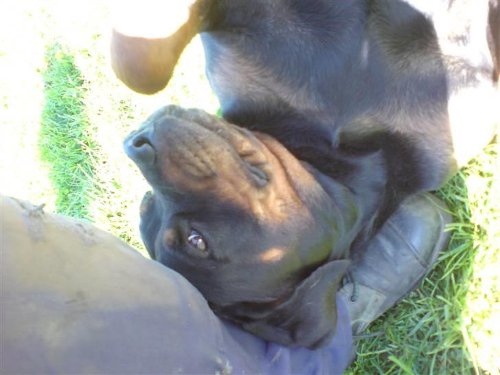 Rottweiler Marco`s Jessie billede 17