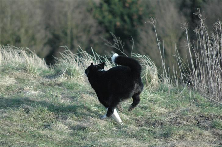 Karelsk bjørnehund Maya - I fuld firspring billede 7