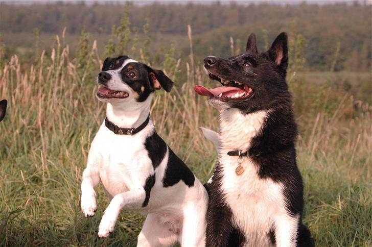 Karelsk bjørnehund Maya - Hvor kan jeg sidde pænt.... når der er en godbid billede 8