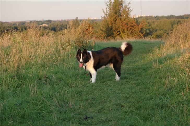 Karelsk bjørnehund Chili - kommer i eller hva? billede 9