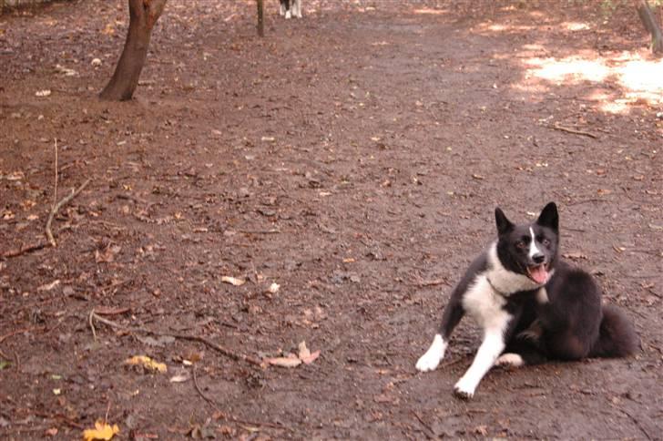 Karelsk bjørnehund Maya - Maya og loppen:-) billede 9