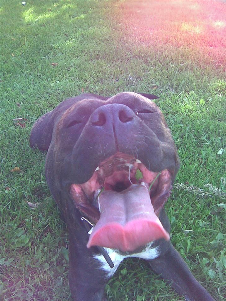 Amerikansk staffordshire terrier Beti billede 9