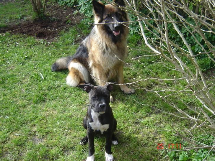 Amerikansk staffordshire terrier Beti billede 10