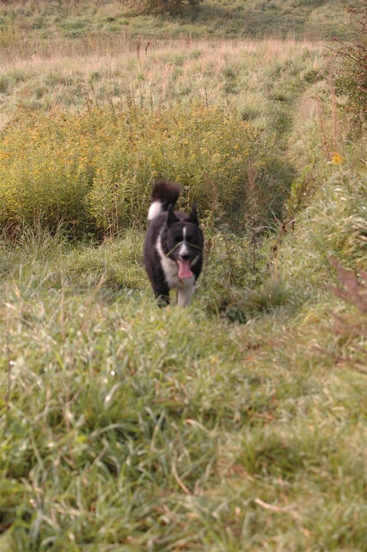Karelsk bjørnehund Maya - hej hej her kommer jeg billede 10