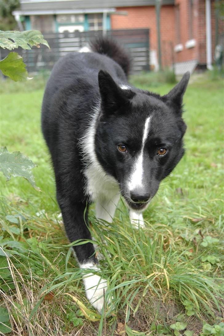 Karelsk bjørnehund Maya - hvad er du lige ude på... billede 11