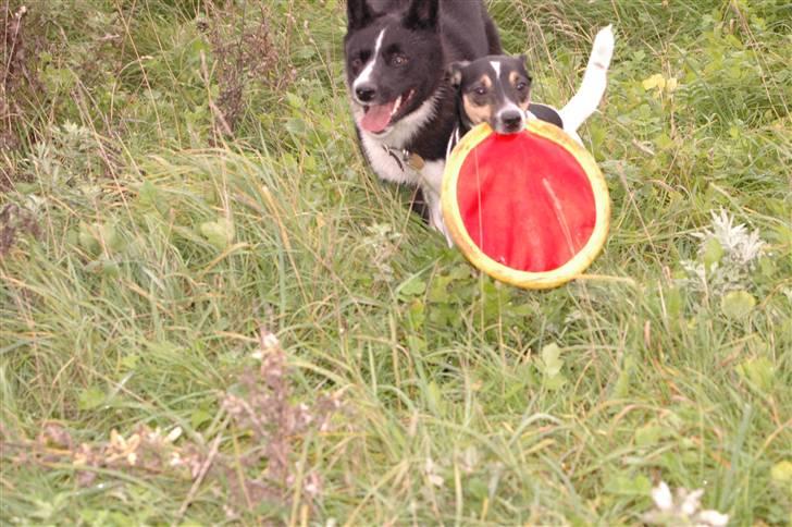 Karelsk bjørnehund Maya billede 12