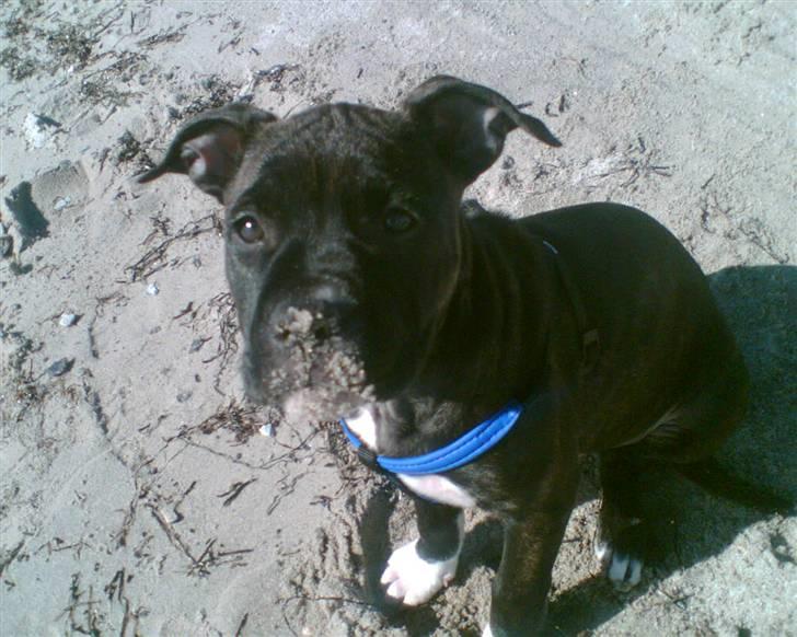 Amerikansk staffordshire terrier Beti billede 11