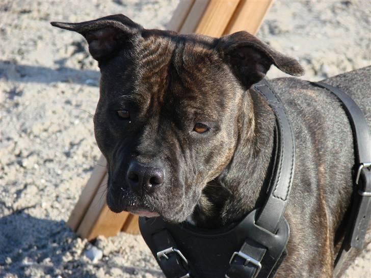 Amerikansk staffordshire terrier Beti billede 12