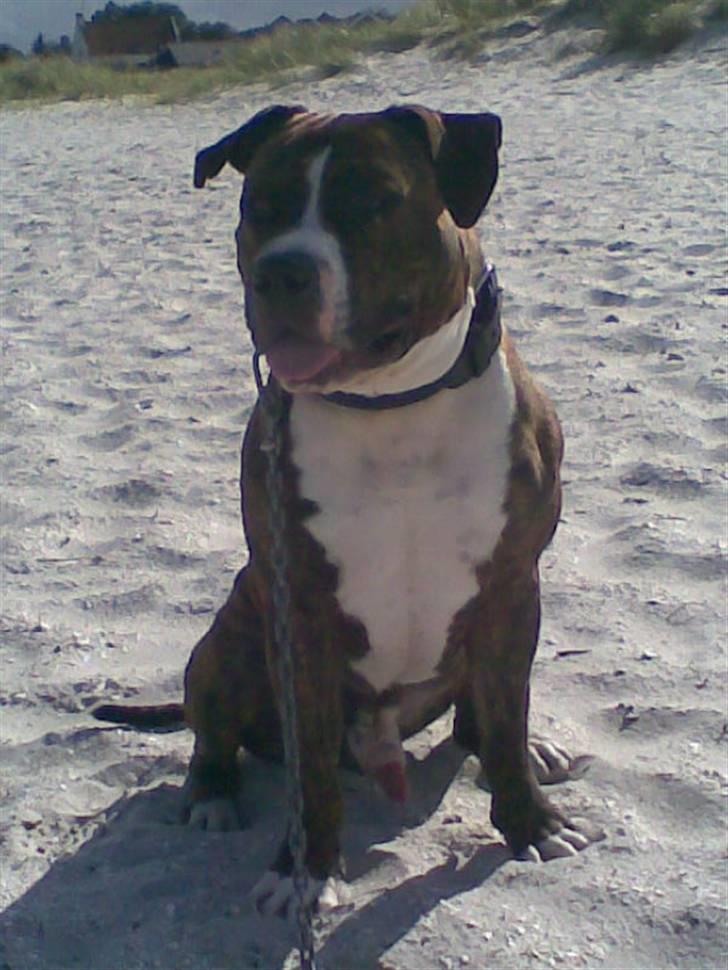 Amerikansk staffordshire terrier $ Victor $ R.I.P billede 1