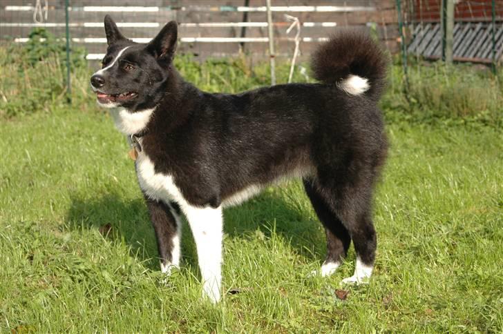 Karelsk bjørnehund Maya billede 13