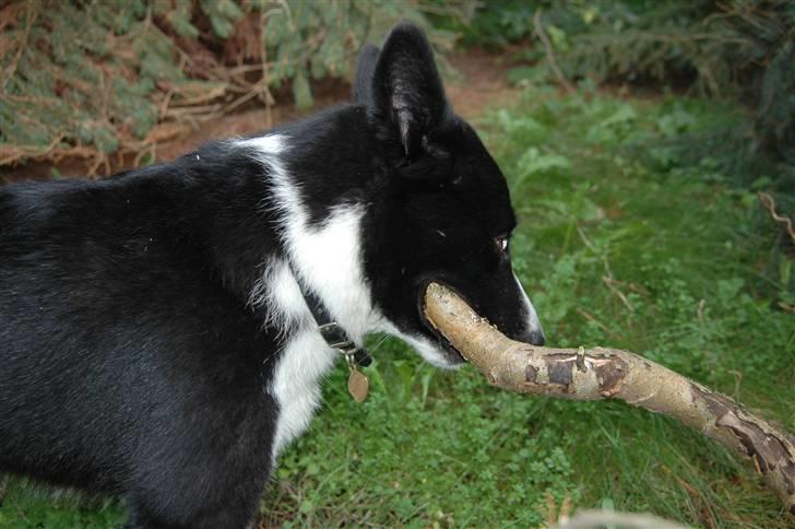 Karelsk bjørnehund Maya billede 14