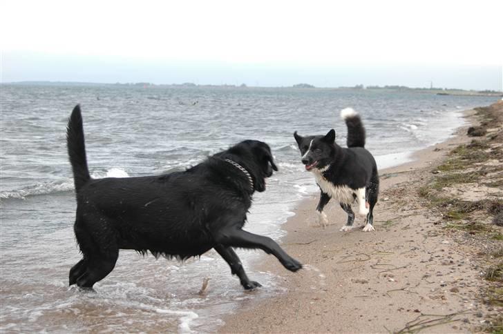 Karelsk bjørnehund Maya billede 15