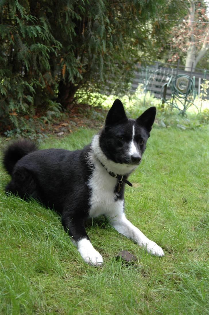 Karelsk bjørnehund Maya - hvad skete der lige der? billede 16