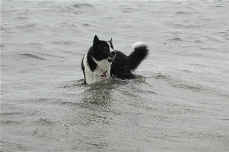 Karelsk bjørnehund Chili - Mere vand, lækkert!!!!!!! billede 10