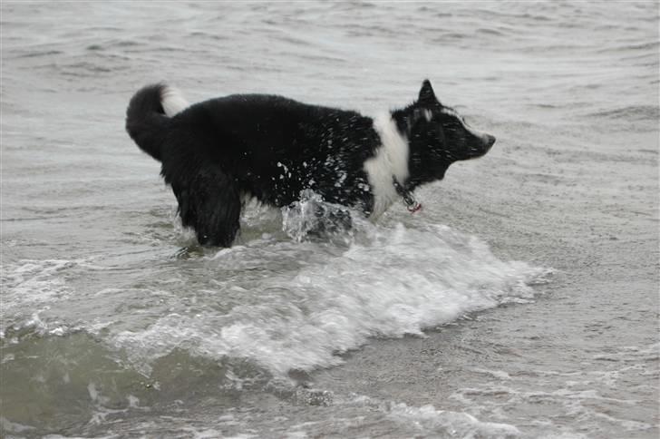 Karelsk bjørnehund Chili billede 11