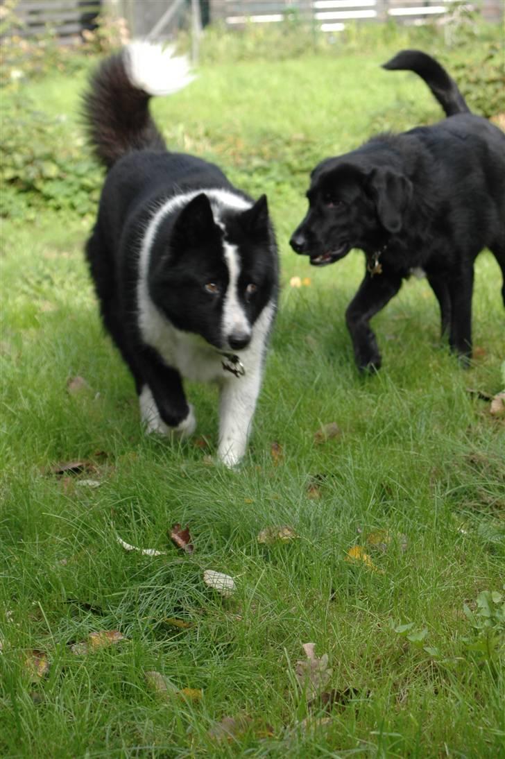 Karelsk bjørnehund Chili billede 12