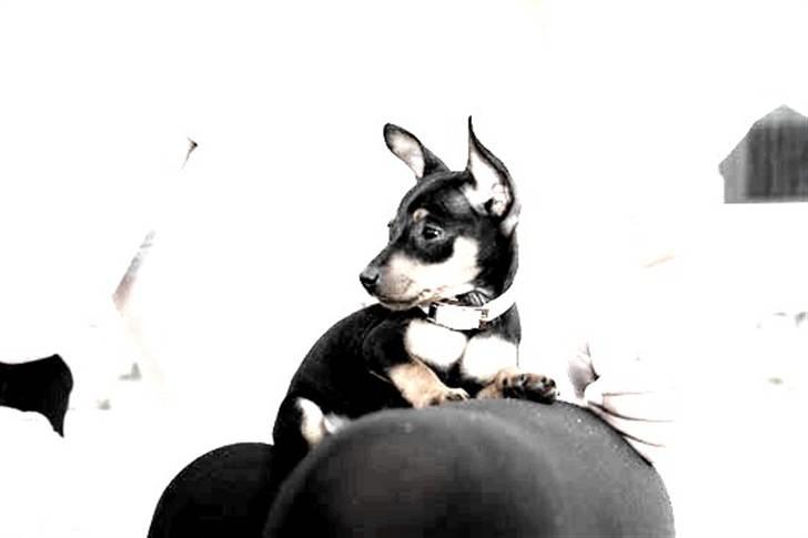 Dvaergpinscher Bella Cherié billede 3