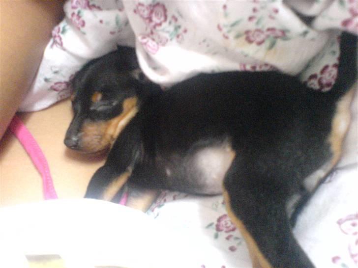 Dvaergpinscher Bella Cherié - ZzzzZZzzz billede 4