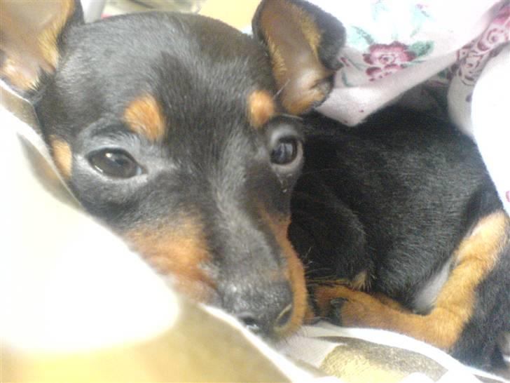 Dvaergpinscher Bella Cherié billede 5