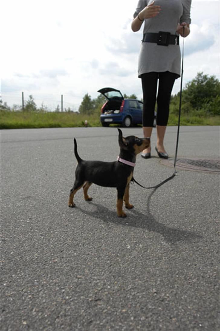 Dvaergpinscher Bella Cherié billede 6