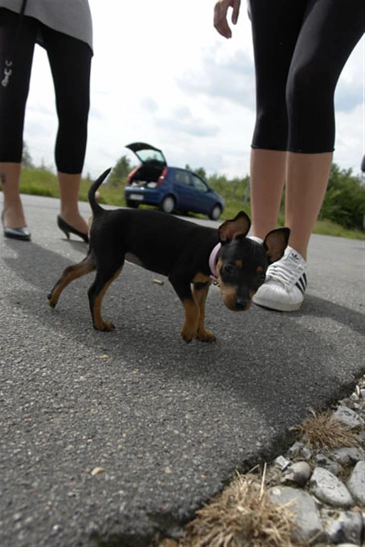 Dvaergpinscher Bella Cherié billede 7