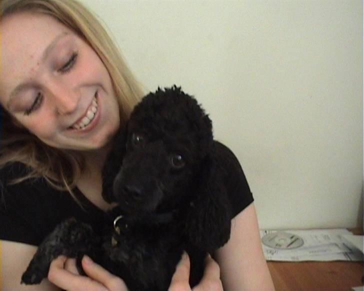 Dværgpuddel Viggo - mig og viggo drengen billede 10